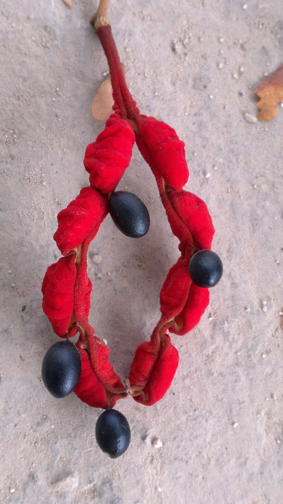 Cojoba arborea